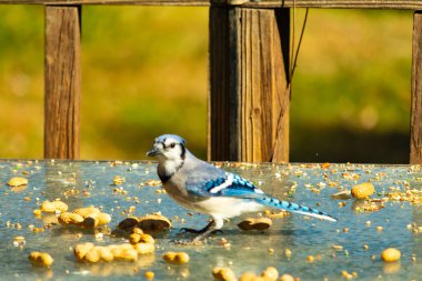 Bu güzel mavi alakarga cam masaya bir fıstık için geldi. Parlak renkli kuş küçük mohawk 'ı ile güzel görünüyor. Bu korvid 'in siyah, mavi, beyaz ve gri renkleri öne çıkıyor..