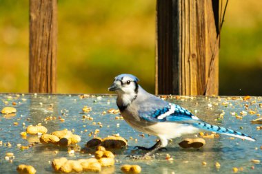 Bu güzel mavi alakarga cam masaya bir fıstık için geldi. Parlak renkli kuş küçük mohawk 'ı ile güzel görünüyor. Bu korvid 'in siyah, mavi, beyaz ve gri renkleri öne çıkıyor..