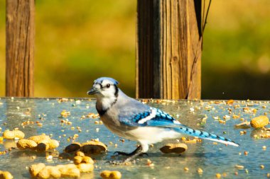 Bu güzel mavi alakarga cam masaya bir fıstık için geldi. Parlak renkli kuş küçük mohawk 'ı ile güzel görünüyor. Bu korvid 'in siyah, mavi, beyaz ve gri renkleri öne çıkıyor..