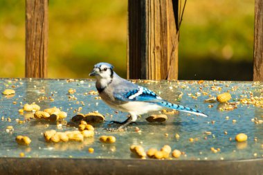 Bu güzel mavi alakarga cam masaya bir fıstık için geldi. Parlak renkli kuş küçük mohawk 'ı ile güzel görünüyor. Bu korvid 'in siyah, mavi, beyaz ve gri renkleri öne çıkıyor..