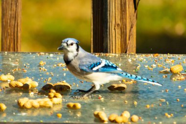 Bu güzel mavi alakarga cam masaya bir fıstık için geldi. Parlak renkli kuş küçük mohawk 'ı ile güzel görünüyor. Bu korvid 'in siyah, mavi, beyaz ve gri renkleri öne çıkıyor..
