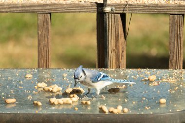 Bu güzel mavi alakarga cam masaya bir fıstık için geldi. Parlak renkli kuş küçük mohawk 'ı ile güzel görünüyor. Bu korvid 'in siyah, mavi, beyaz ve gri renkleri öne çıkıyor..