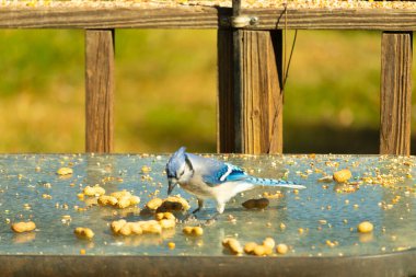 Bu güzel mavi alakarga cam masaya bir fıstık için geldi. Parlak renkli kuş küçük mohawk 'ı ile güzel görünüyor. Bu korvid 'in siyah, mavi, beyaz ve gri renkleri öne çıkıyor..