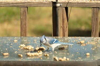 Bu güzel mavi alakarga cam masaya bir fıstık için geldi. Parlak renkli kuş küçük mohawk 'ı ile güzel görünüyor. Bu korvid 'in siyah, mavi, beyaz ve gri renkleri öne çıkıyor..