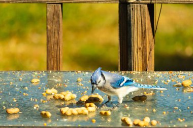 Bu güzel mavi alakarga cam masaya bir fıstık için geldi. Parlak renkli kuş küçük mohawk 'ı ile güzel görünüyor. Bu korvid 'in siyah, mavi, beyaz ve gri renkleri öne çıkıyor..