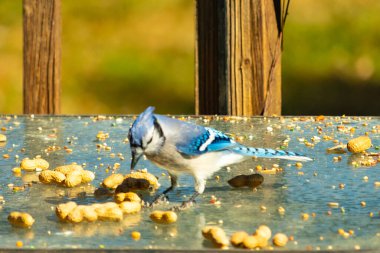 Bu güzel mavi alakarga cam masaya bir fıstık için geldi. Parlak renkli kuş küçük mohawk 'ı ile güzel görünüyor. Bu korvid 'in siyah, mavi, beyaz ve gri renkleri öne çıkıyor..