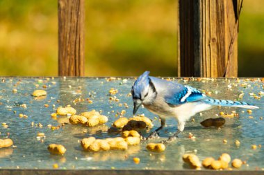 Bu güzel mavi alakarga cam masaya bir fıstık için geldi. Parlak renkli kuş küçük mohawk 'ı ile güzel görünüyor. Bu korvid 'in siyah, mavi, beyaz ve gri renkleri öne çıkıyor..
