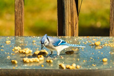 Bu güzel mavi alakarga cam masaya bir fıstık için geldi. Parlak renkli kuş küçük mohawk 'ı ile güzel görünüyor. Bu korvid 'in siyah, mavi, beyaz ve gri renkleri öne çıkıyor..