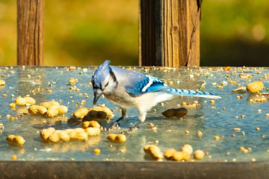 Bu güzel mavi alakarga cam masaya bir fıstık için geldi. Parlak renkli kuş küçük mohawk 'ı ile güzel görünüyor. Bu korvid 'in siyah, mavi, beyaz ve gri renkleri öne çıkıyor..