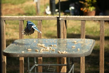 Etrafı fıstıklarla çevrili cam masadan güzel bir mavi karga havalanıyordu. Bu korvid 'in parlak renkleri sanki kanatlarını açtıkça parlıyor..
