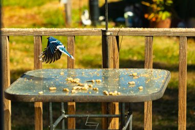 Etrafı fıstıklarla çevrili cam masadan güzel bir mavi karga havalanıyordu. Bu korvid 'in parlak renkleri sanki kanatlarını açtıkça parlıyor..