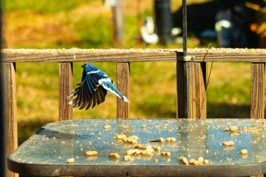 Etrafı fıstıklarla çevrili cam masadan güzel bir mavi karga havalanıyordu. Bu korvid 'in parlak renkleri sanki kanatlarını açtıkça parlıyor..