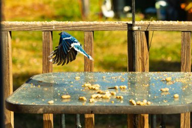 Etrafı fıstıklarla çevrili cam masadan güzel bir mavi karga havalanıyordu. Bu korvid 'in parlak renkleri sanki kanatlarını açtıkça parlıyor..