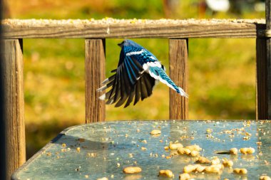 Etrafı fıstıklarla çevrili cam masadan güzel bir mavi karga havalanıyordu. Bu korvid 'in parlak renkleri sanki kanatlarını açtıkça parlıyor..
