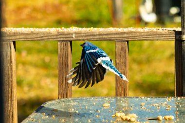 Etrafı fıstıklarla çevrili cam masadan güzel bir mavi karga havalanıyordu. Bu korvid 'in parlak renkleri sanki kanatlarını açtıkça parlıyor..