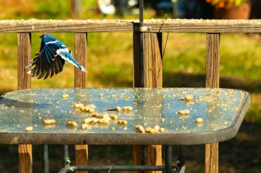 Etrafı fıstıklarla çevrili cam masadan güzel bir mavi karga havalanıyordu. Bu korvid 'in parlak renkleri sanki kanatlarını açtıkça parlıyor..