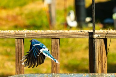 Etrafı fıstıklarla çevrili cam masadan güzel bir mavi karga havalanıyordu. Bu korvid 'in parlak renkleri sanki kanatlarını açtıkça parlıyor..
