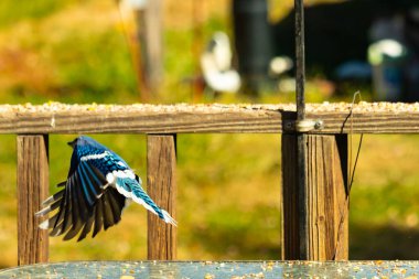Etrafı fıstıklarla çevrili cam masadan güzel bir mavi karga havalanıyordu. Bu korvid 'in parlak renkleri sanki kanatlarını açtıkça parlıyor..