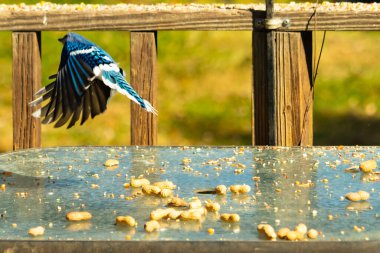 Etrafı fıstıklarla çevrili cam masadan güzel bir mavi karga havalanıyordu. Bu korvid 'in parlak renkleri sanki kanatlarını açtıkça parlıyor..