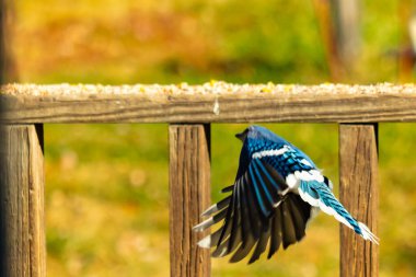Etrafı fıstıklarla çevrili cam masadan güzel bir mavi karga havalanıyordu. Bu korvid 'in parlak renkleri sanki kanatlarını açtıkça parlıyor..