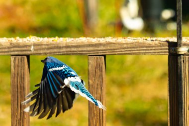 Etrafı fıstıklarla çevrili cam masadan güzel bir mavi karga havalanıyordu. Bu korvid 'in parlak renkleri sanki kanatlarını açtıkça parlıyor..