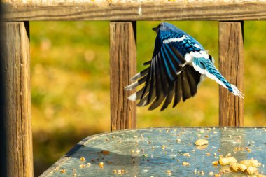 Etrafı fıstıklarla çevrili cam masadan güzel bir mavi karga havalanıyordu. Bu korvid 'in parlak renkleri sanki kanatlarını açtıkça parlıyor..
