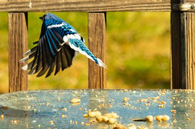 Etrafı fıstıklarla çevrili cam masadan güzel bir mavi karga havalanıyordu. Bu korvid 'in parlak renkleri sanki kanatlarını açtıkça parlıyor..