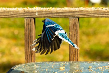 Etrafı fıstıklarla çevrili cam masadan güzel bir mavi karga havalanıyordu. Bu korvid 'in parlak renkleri sanki kanatlarını açtıkça parlıyor..