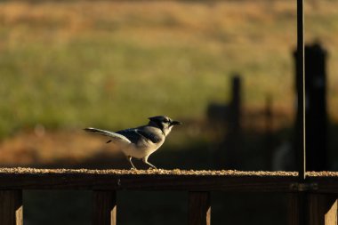 Bu güzel mavi karga kahverengi tahta üzerine tünemişti. Her tarafında kuş yemi vardı. Corvid 'in mohawk' ı sevimli renkli vücutlarıyla gösteriyordu. Bu kuş aç..