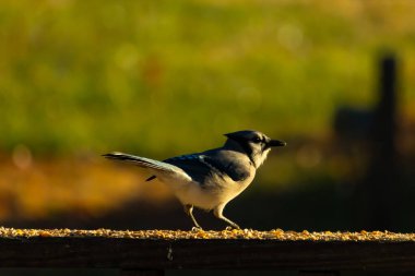 Bu güzel mavi karga kahverengi tahta üzerine tünemişti. Her tarafında kuş yemi vardı. Corvid 'in mohawk' ı sevimli renkli vücutlarıyla gösteriyordu. Bu kuş aç..