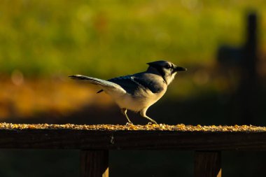 Bu güzel mavi karga kahverengi tahta üzerine tünemişti. Her tarafında kuş yemi vardı. Corvid 'in mohawk' ı sevimli renkli vücutlarıyla gösteriyordu. Bu kuş aç..
