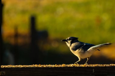 Bu güzel mavi karga kahverengi tahta üzerine tünemişti. Her tarafında kuş yemi vardı. Corvid 'in mohawk' ı sevimli renkli vücutlarıyla gösteriyordu. Bu kuş aç..