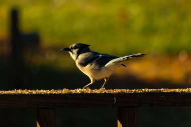 Bu güzel mavi karga kahverengi tahta üzerine tünemişti. Her tarafında kuş yemi vardı. Corvid 'in mohawk' ı sevimli renkli vücutlarıyla gösteriyordu. Bu kuş aç..