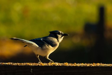 Bu güzel mavi karga kahverengi tahta üzerine tünemişti. Her tarafında kuş yemi vardı. Corvid 'in mohawk' ı sevimli renkli vücutlarıyla gösteriyordu. Bu kuş aç..