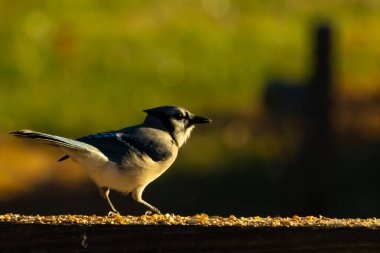 Bu güzel mavi karga kahverengi tahta üzerine tünemişti. Her tarafında kuş yemi vardı. Corvid 'in mohawk' ı sevimli renkli vücutlarıyla gösteriyordu. Bu kuş aç..