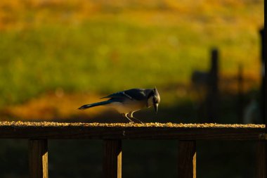 Bu güzel mavi karga kahverengi tahta üzerine tünemişti. Her tarafında kuş yemi vardı. Corvid 'in mohawk' ı sevimli renkli vücutlarıyla gösteriyordu. Bu kuş aç..