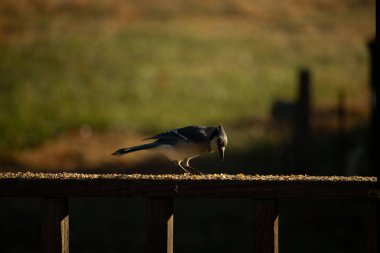 Bu güzel mavi karga kahverengi tahta üzerine tünemişti. Her tarafında kuş yemi vardı. Corvid 'in mohawk' ı sevimli renkli vücutlarıyla gösteriyordu. Bu kuş aç..