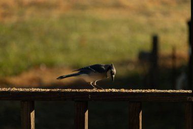 Bu güzel mavi karga kahverengi tahta üzerine tünemişti. Her tarafında kuş yemi vardı. Corvid 'in mohawk' ı sevimli renkli vücutlarıyla gösteriyordu. Bu kuş aç..