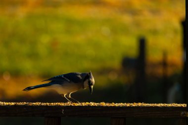 Bu güzel mavi karga kahverengi tahta üzerine tünemişti. Her tarafında kuş yemi vardı. Corvid 'in mohawk' ı sevimli renkli vücutlarıyla gösteriyordu. Bu kuş aç..
