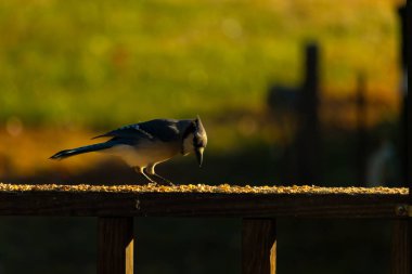 Bu güzel mavi karga kahverengi tahta üzerine tünemişti. Her tarafında kuş yemi vardı. Corvid 'in mohawk' ı sevimli renkli vücutlarıyla gösteriyordu. Bu kuş aç..
