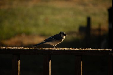 Bu güzel mavi karga kahverengi tahta üzerine tünemişti. Her tarafında kuş yemi vardı. Corvid 'in mohawk' ı sevimli renkli vücutlarıyla gösteriyordu. Bu kuş aç..