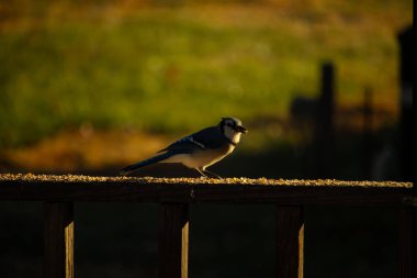 Bu güzel mavi karga kahverengi tahta üzerine tünemişti. Her tarafında kuş yemi vardı. Corvid 'in mohawk' ı sevimli renkli vücutlarıyla gösteriyordu. Bu kuş aç..