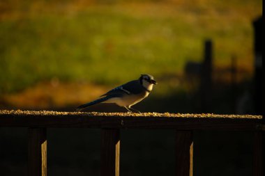 Bu güzel mavi karga kahverengi tahta üzerine tünemişti. Her tarafında kuş yemi vardı. Corvid 'in mohawk' ı sevimli renkli vücutlarıyla gösteriyordu. Bu kuş aç..