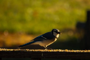 Bu güzel mavi karga kahverengi tahta üzerine tünemişti. Her tarafında kuş yemi vardı. Corvid 'in mohawk' ı sevimli renkli vücutlarıyla gösteriyordu. Bu kuş aç..