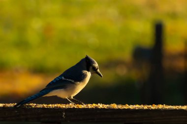 Bu güzel mavi karga kahverengi tahta üzerine tünemişti. Her tarafında kuş yemi vardı. Corvid 'in mohawk' ı sevimli renkli vücutlarıyla gösteriyordu. Bu kuş aç..
