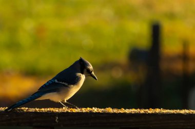 Bu güzel mavi karga kahverengi tahta üzerine tünemişti. Her tarafında kuş yemi vardı. Corvid 'in mohawk' ı sevimli renkli vücutlarıyla gösteriyordu. Bu kuş aç..