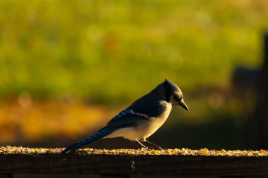 Bu güzel mavi karga kahverengi tahta üzerine tünemişti. Her tarafında kuş yemi vardı. Corvid 'in mohawk' ı sevimli renkli vücutlarıyla gösteriyordu. Bu kuş aç..