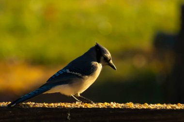Bu güzel mavi karga kahverengi tahta üzerine tünemişti. Her tarafında kuş yemi vardı. Corvid 'in mohawk' ı sevimli renkli vücutlarıyla gösteriyordu. Bu kuş aç..