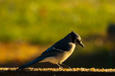 Bu güzel mavi karga kahverengi tahta üzerine tünemişti. Her tarafında kuş yemi vardı. Corvid 'in mohawk' ı sevimli renkli vücutlarıyla gösteriyordu. Bu kuş aç..
