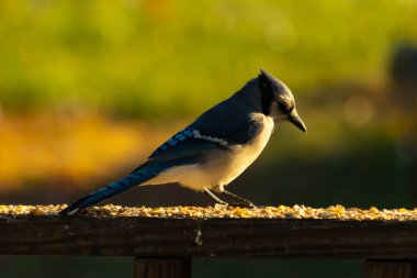 Bu güzel mavi karga kahverengi tahta üzerine tünemişti. Her tarafında kuş yemi vardı. Corvid 'in mohawk' ı sevimli renkli vücutlarıyla gösteriyordu. Bu kuş aç..